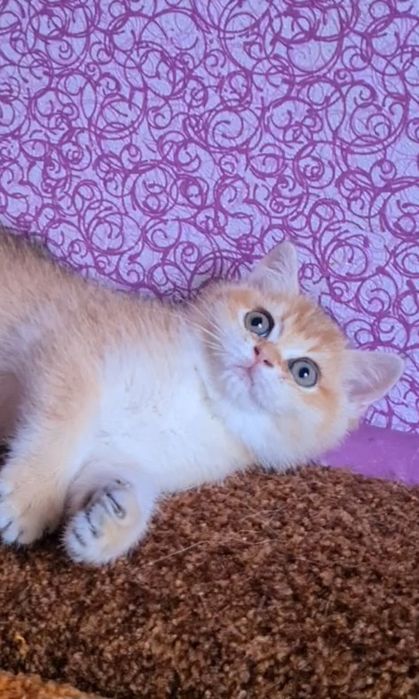 Наша красотка станет вашей золотая шиншилла