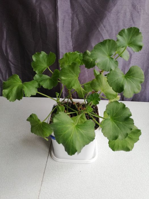 Кімнатні рослини