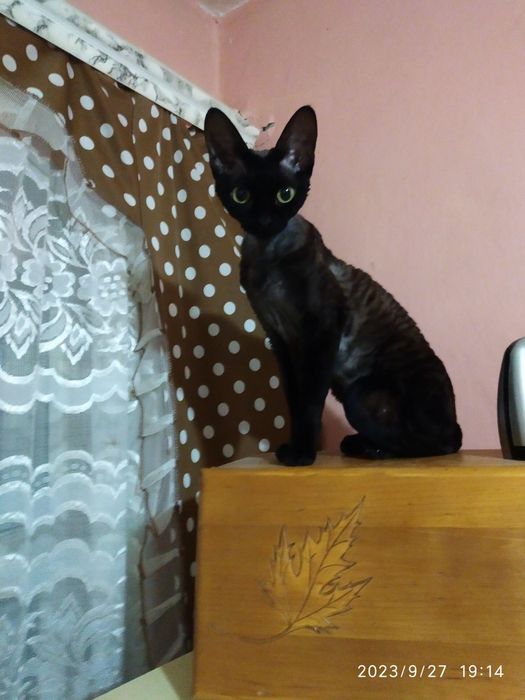 Девон Рекс хлопчик терміново у зв'язку із переїздом.