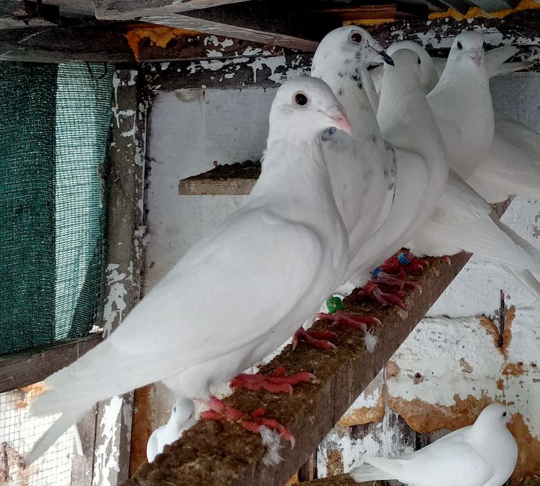 Pocztowe białe młode zamiana za zboże