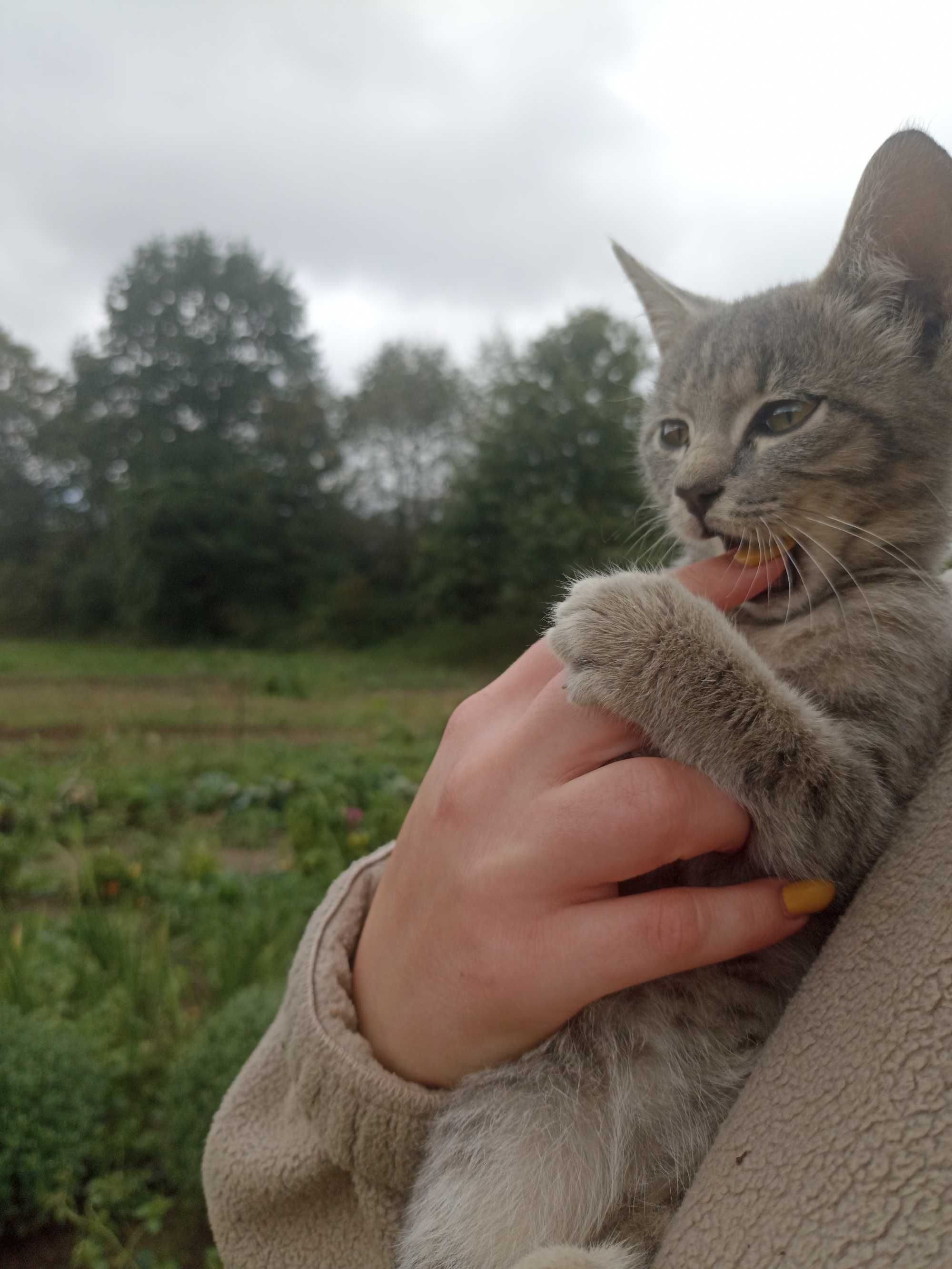 Кошенята в добрі руки