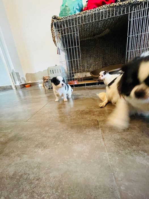 chihuahua macho  de  pelo longo lop e afixo