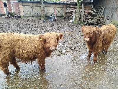 Para cieląt Highland