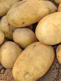 BARDZO SMACZNE ekologiczne ziemniaki jadalne oraz sadzeniaki