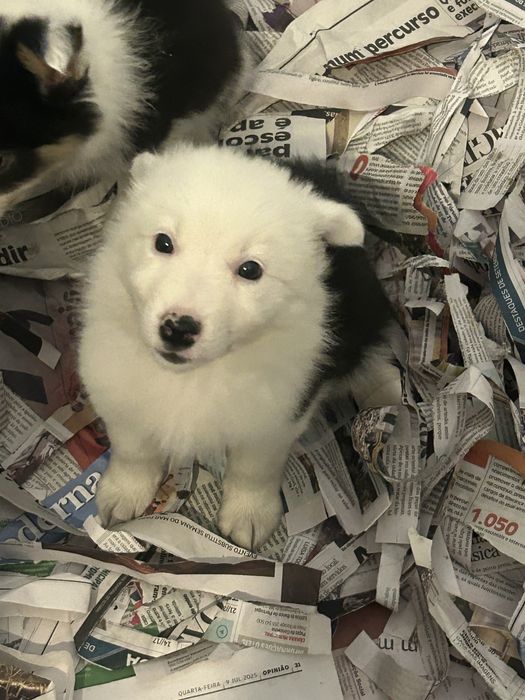 Menina border collie