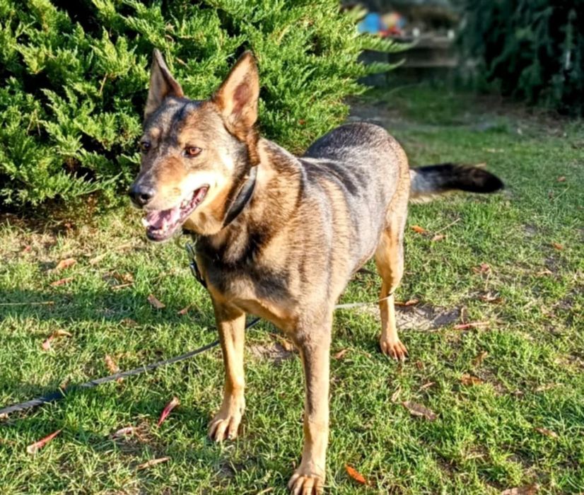 Oddam za darmo- dostojny Wituś szuka domu