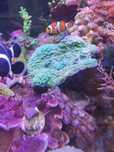 Cypastrea koral sps