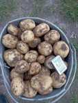 Продам молоду цибулю та картоплю