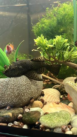 Oddam rybek aquarium za darmo dzisiaj