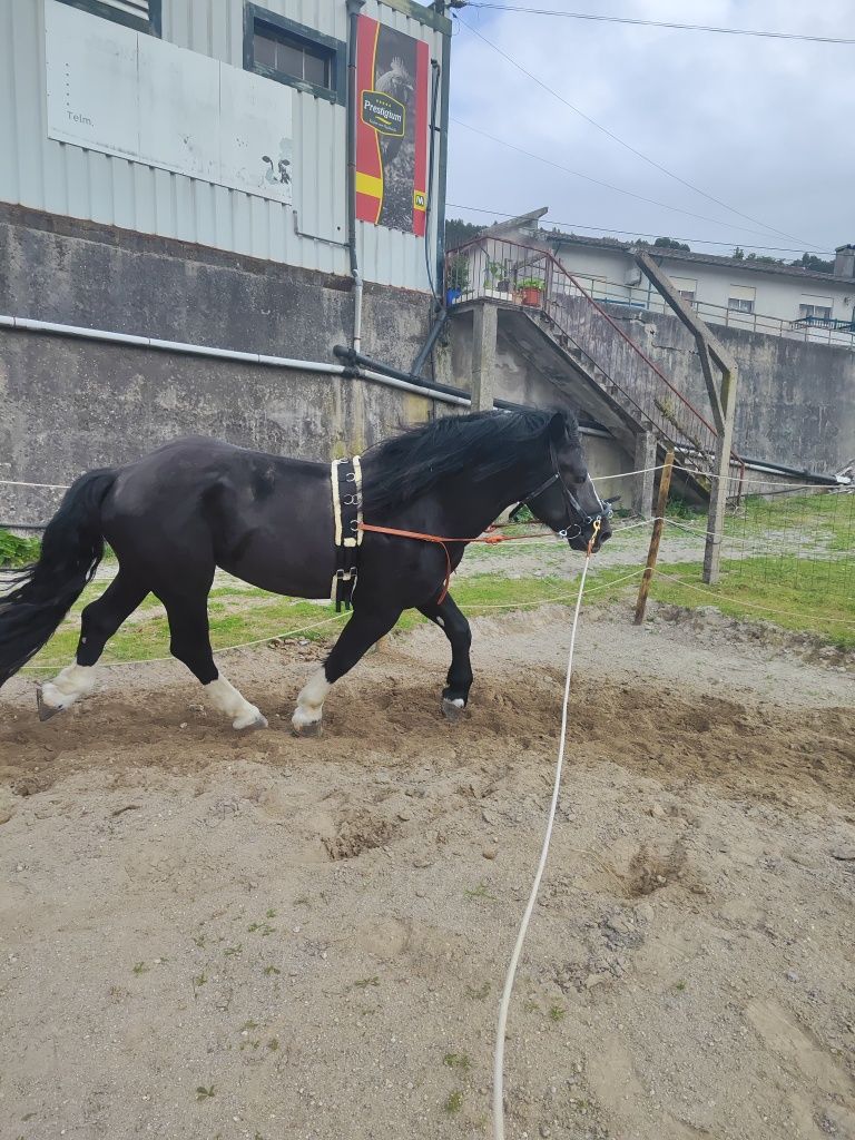 Poldro 4 anos Percheron x Hispano Breton