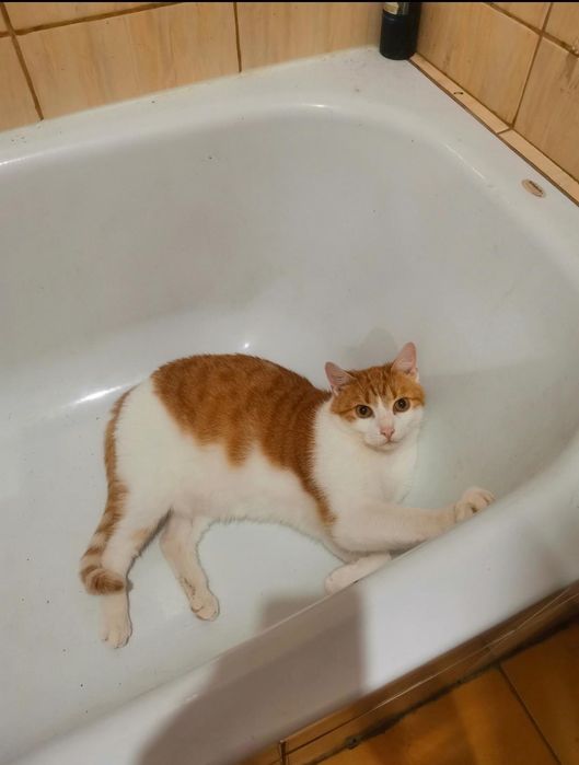 pilnie oddam w dobre ręce dwa kocurki