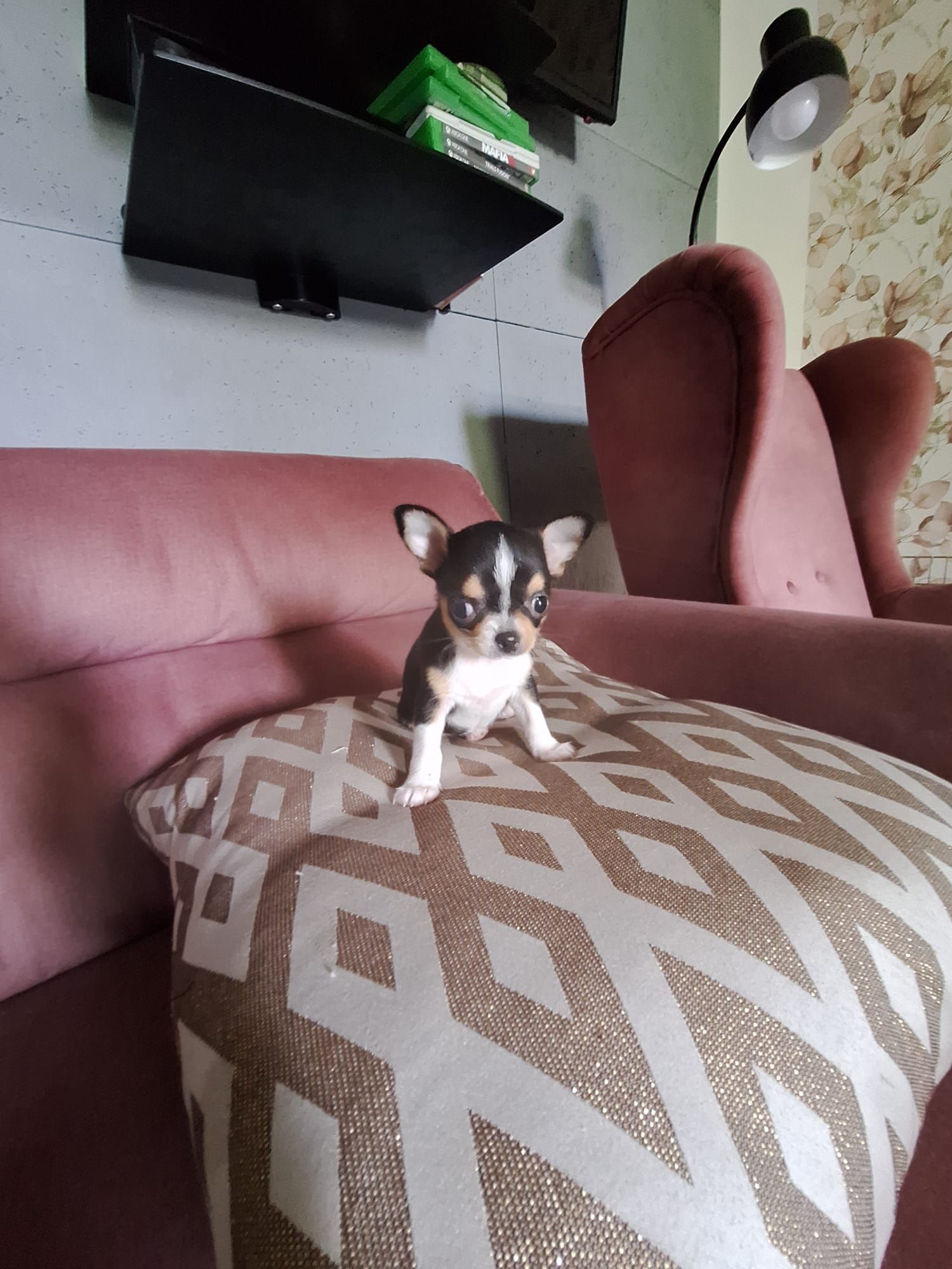Chihuahua suczka mini