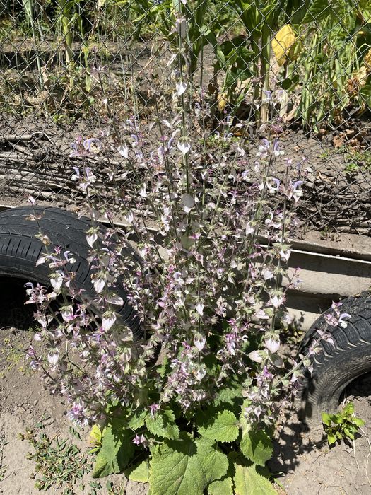 Шавлія мускатна ( Шалфей мускатний)