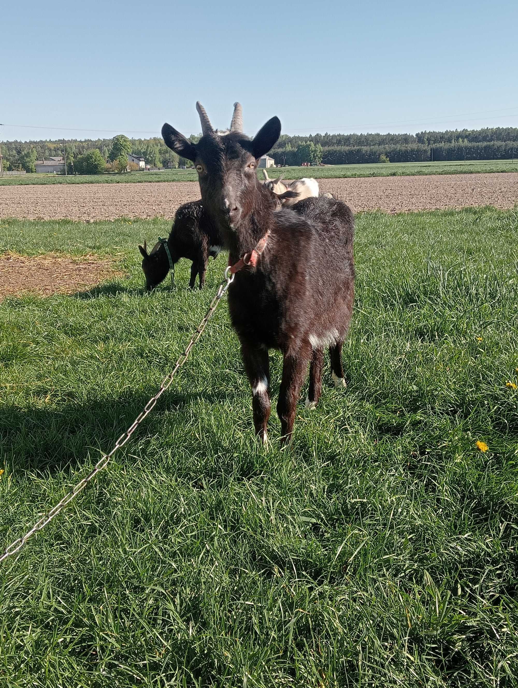 Sprzedam Kózkę mleczną