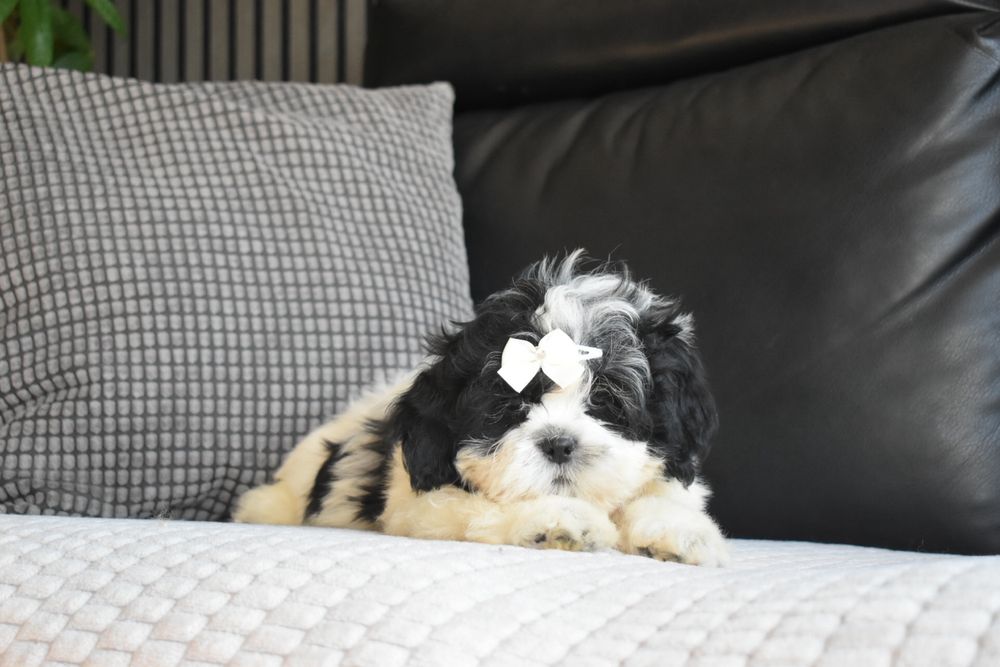 Shihtzu excelente qualidade