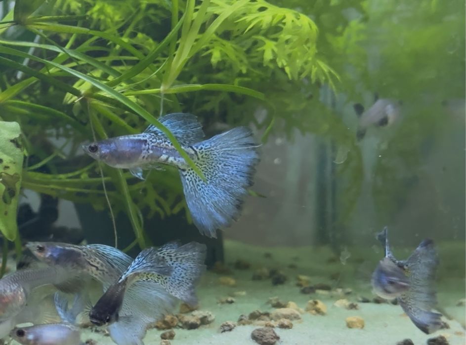 Casais Guppy Metal Blue Lace