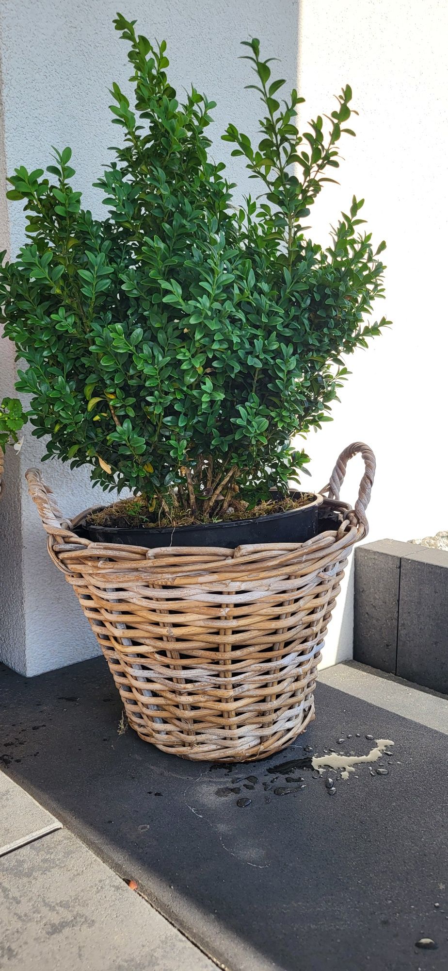 Bukszpan DUŻY 50cm w doniczce