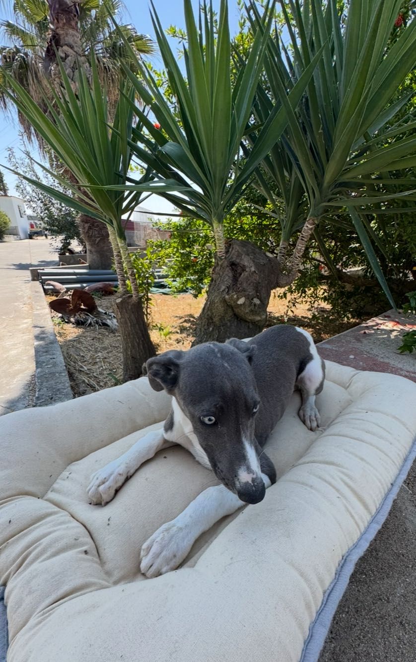 Galguinho Whippet