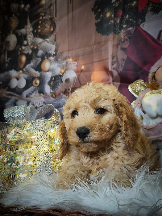 Niepowtarzalna ostatnia suczka Cockapoo BADANIA Piękne Loki paszport