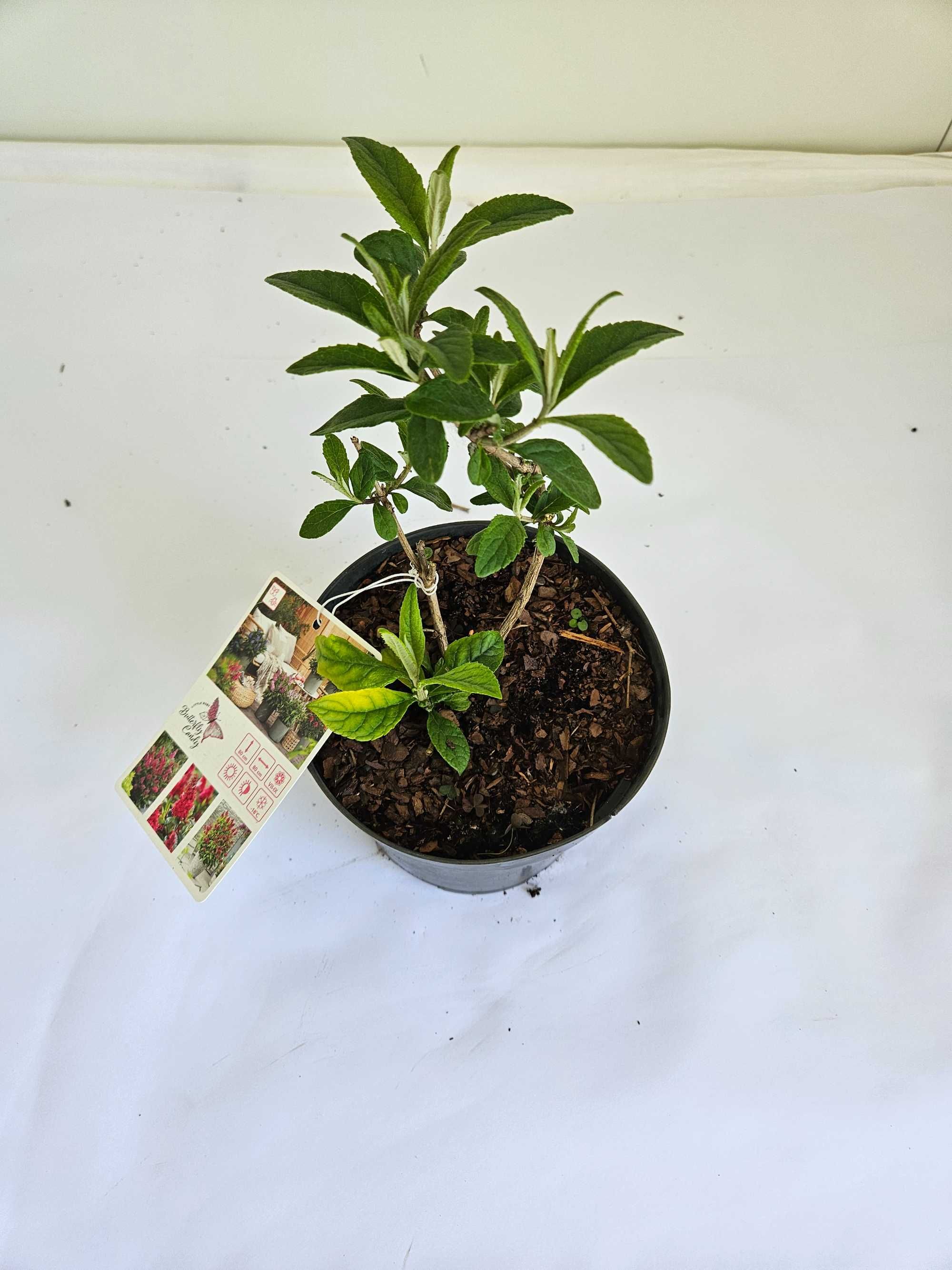 Budleja Dawida 'Little Ruby' (Buddleja davidii 'Little Ruby')