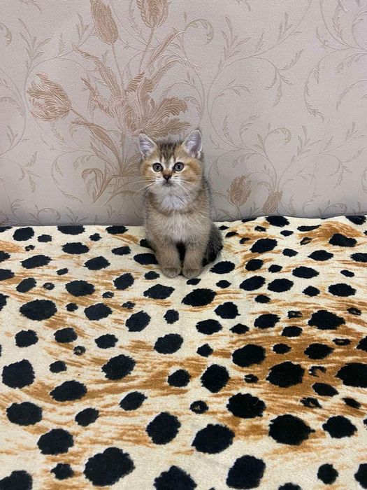 Продаются котята шотландские(шиншилы)