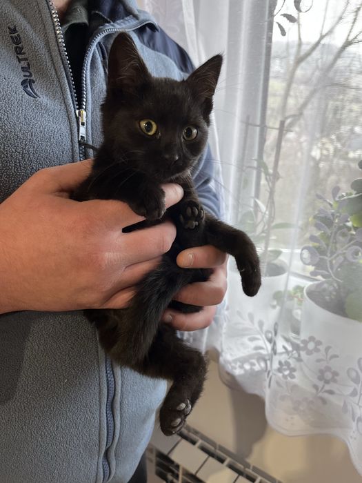 Mały kotek kocurek czarny