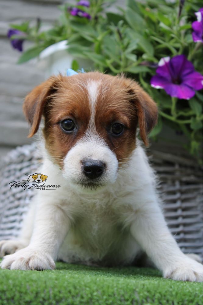 Piesek Jack Russell Terrier ZKwP FCI*Gotowy do odbioru*