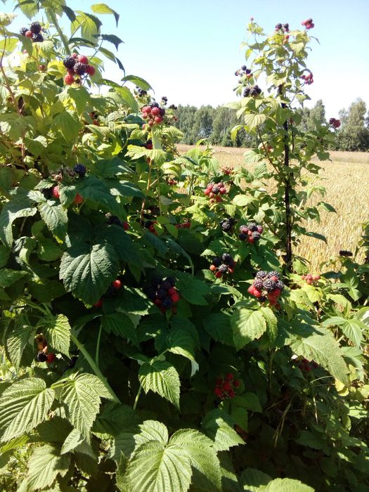 Malina czerwona sadzonka, pędy