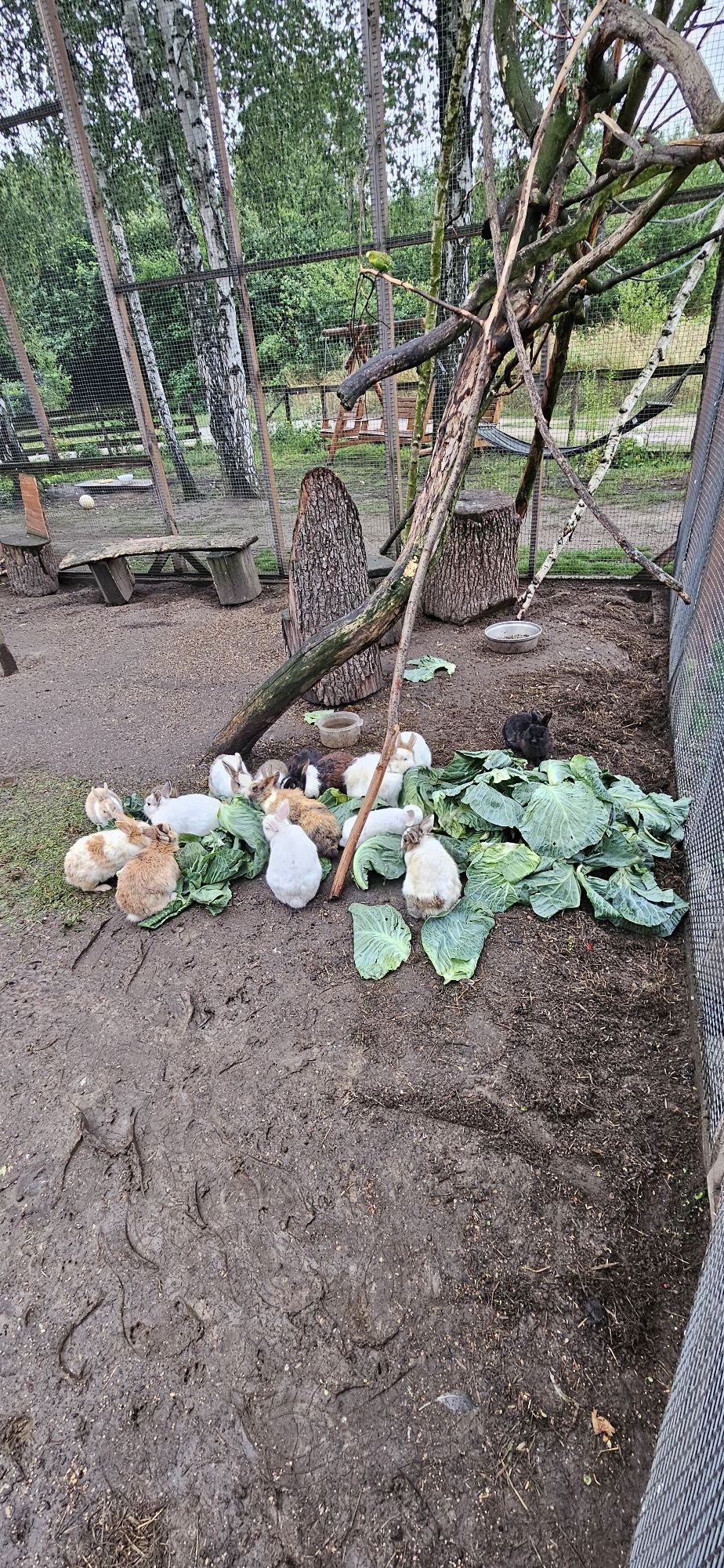 Kroliczki miniaturki