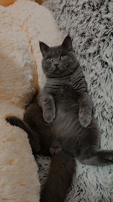 Шотландский прямоухий кот на вязку