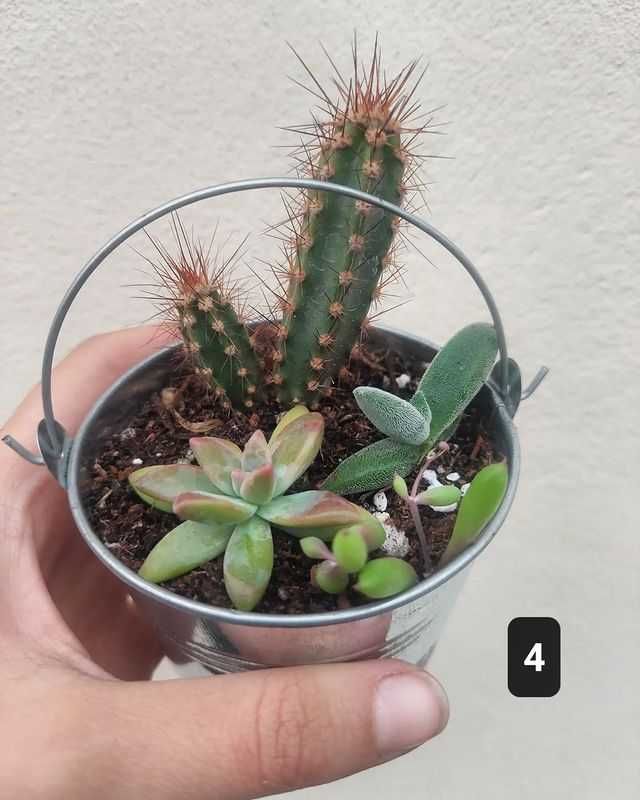 Arranjos de plantas em latas de metal