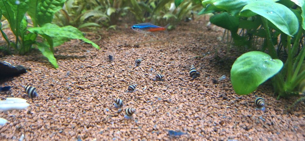 Caracol Helena - Caracol assassino