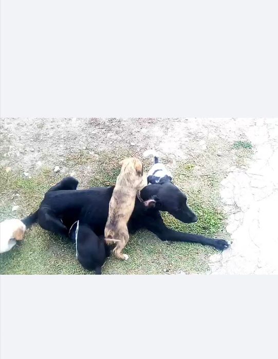 Dou cachorros porte grande