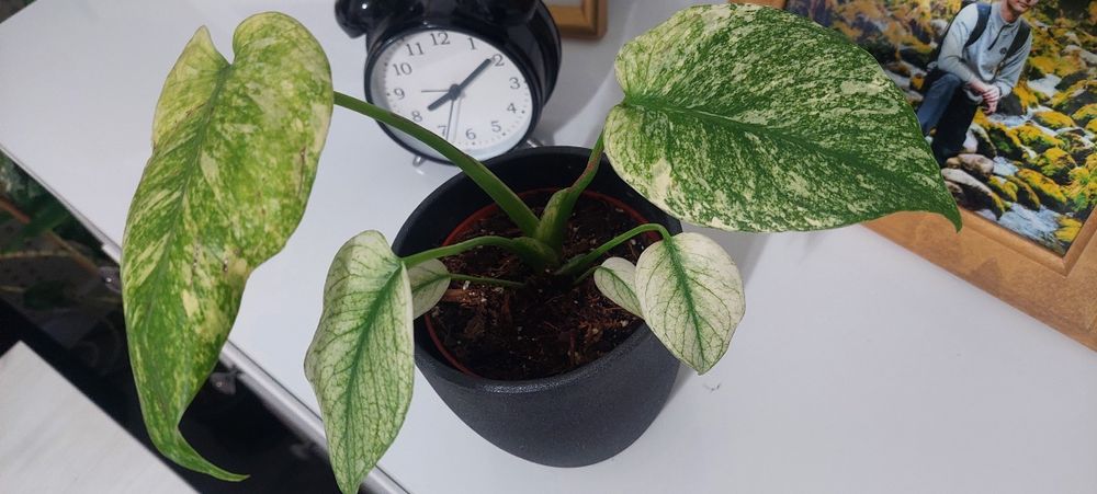 Monstera Mint Kolekcjonerski