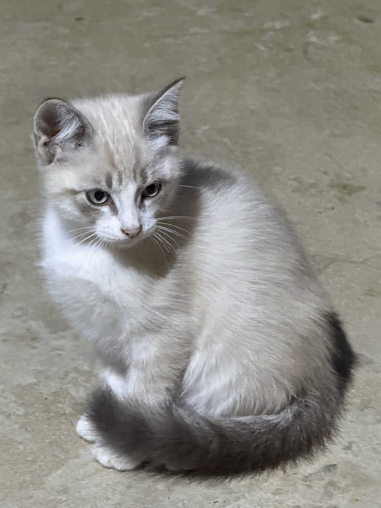 Dou gatinhas siamesas