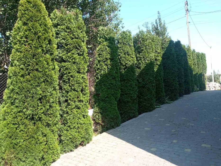 Стрижка чистка туй ялівців