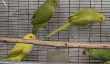 Últimos Ring Necks domesticados fêmeas
