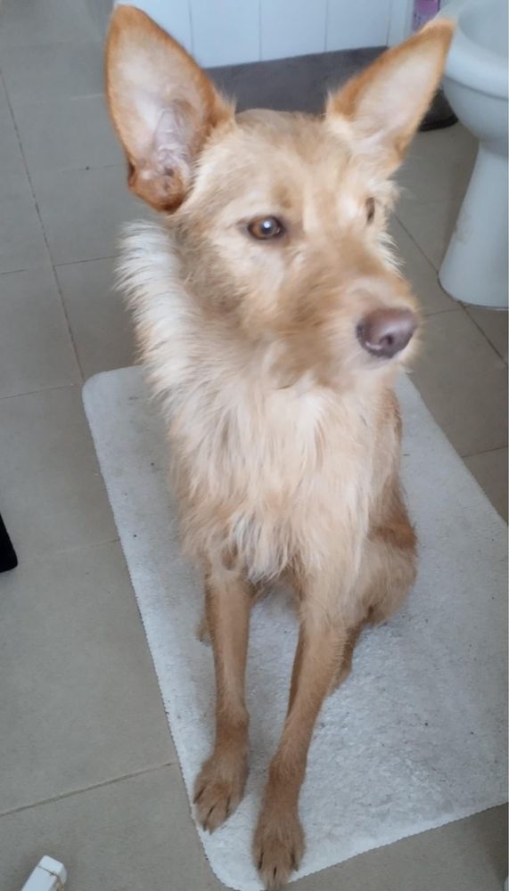 Belinha, para adoção responsável