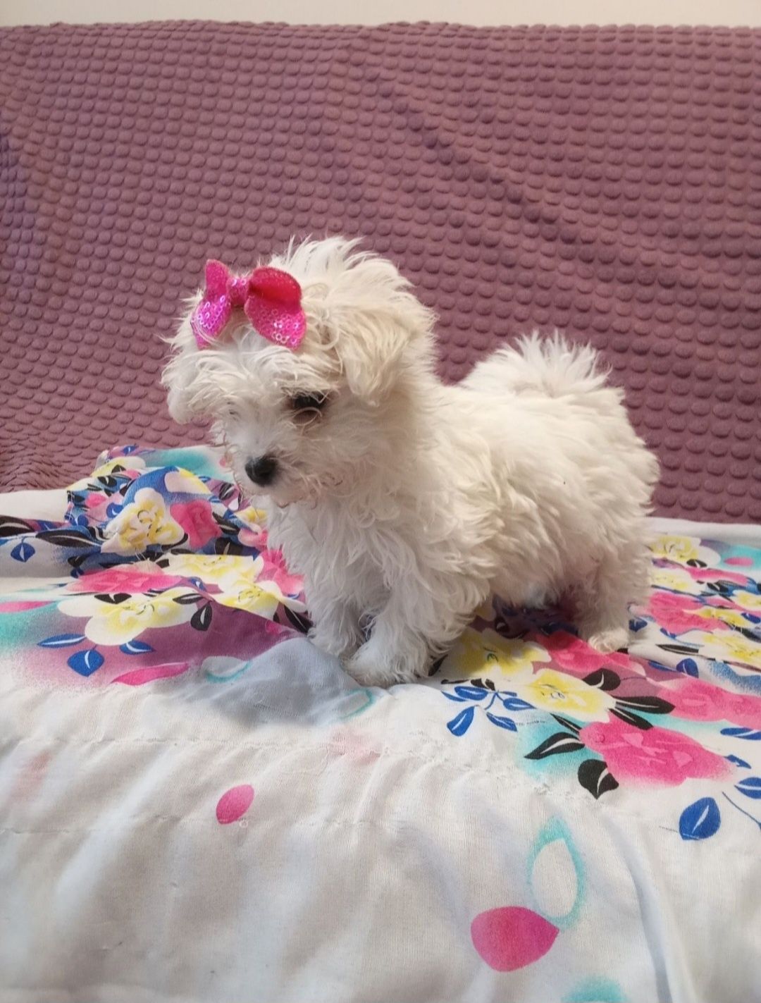 Śliczna mini sunia Maltipoo