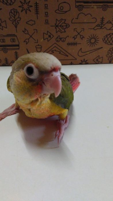 Pyrrhuras demosticadas