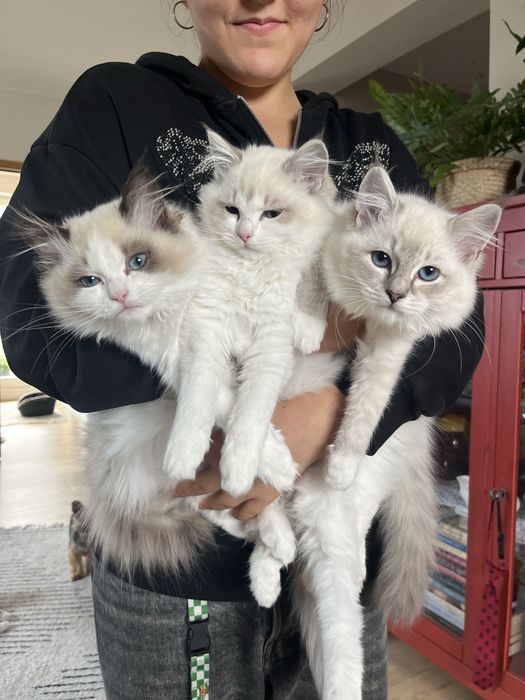 Kotka z rodowodem Ragdoll