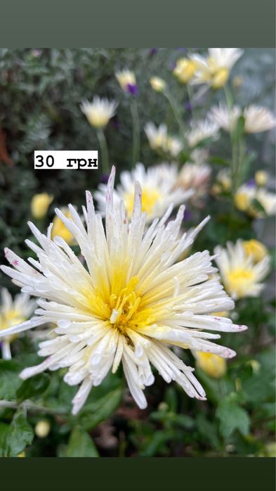 Акція!!! Всі по 30 грн. Хризантеми різних видів
