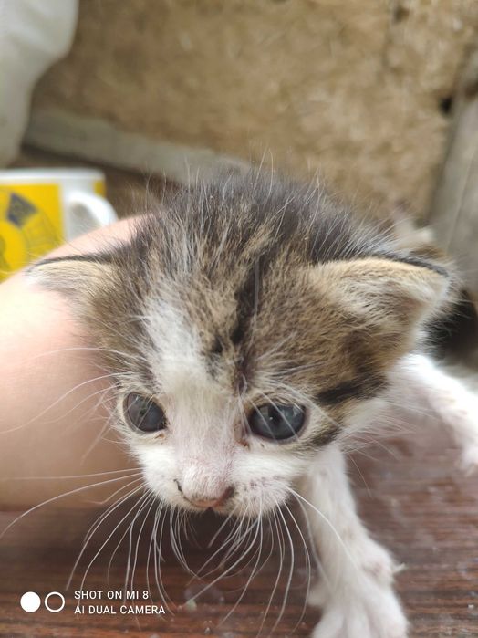 Відаю котинят в добрі руки