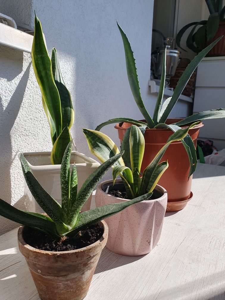 Aloes duże rośliny na balkon lub do domu zestaw
