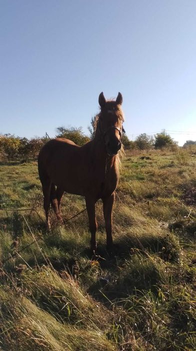 Продам кобилу 4 роки