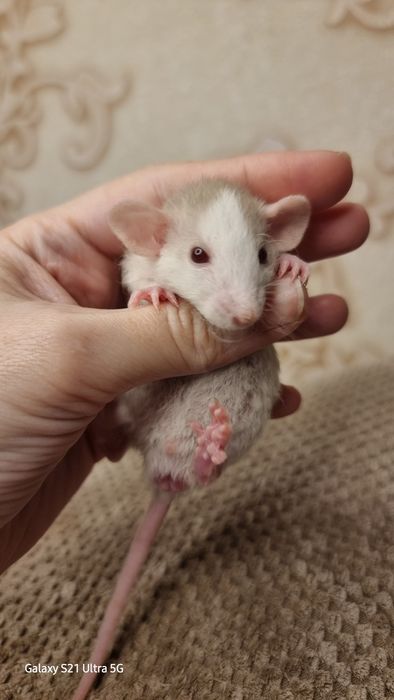 Крыса рекс хаски дамбо