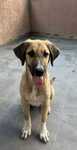 Piesek do Adopcji