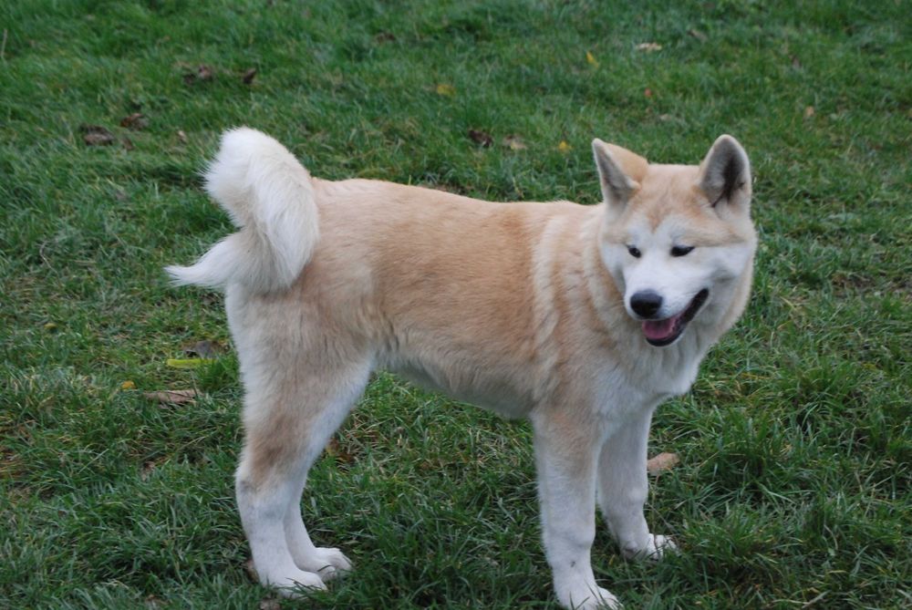 Akita Inu Hodowla Yasashi Inu