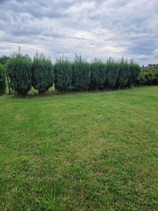 Oddam tuje 8 sztuk jałowiec skalny