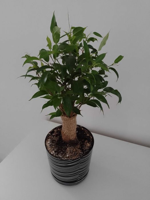 Fikus benjamina drzewko